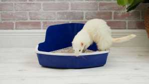 Doporučení pro výuku fretek do zásobníku